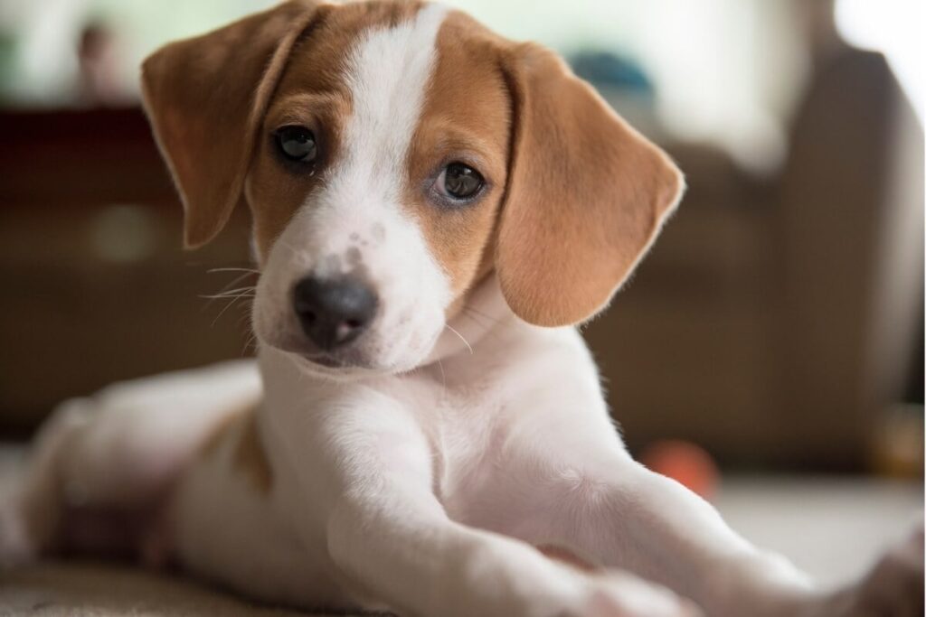 Transforme sua casa com Woofz: adestramento eficaz.