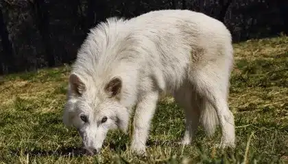Reviva espécies extintas com Lobo Terrível!