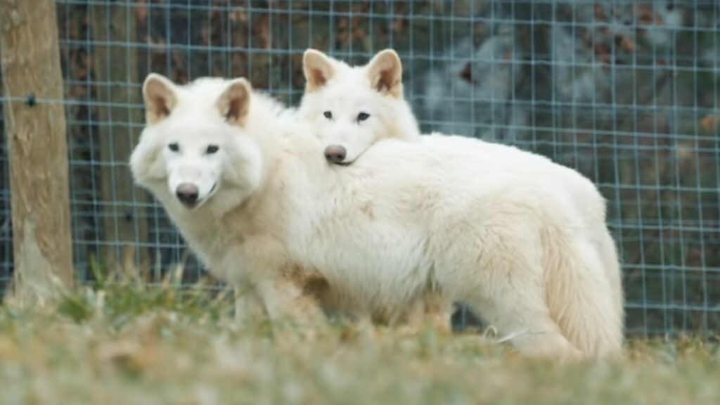 Reviva espécies extintas com Lobo Terrível!