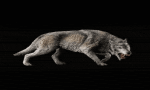 Reviva espécies extintas com Lobo Terrível!