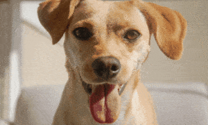 Transforme sua casa com Woofz: adestramento eficaz.