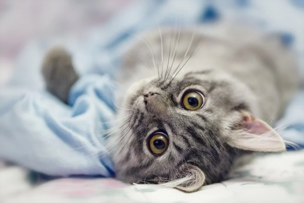 Conquiste Seu Gato: Truques Infalíveis
