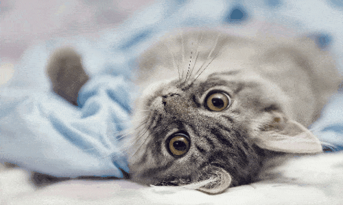 Conquiste Seu Gato: Truques Infalíveis