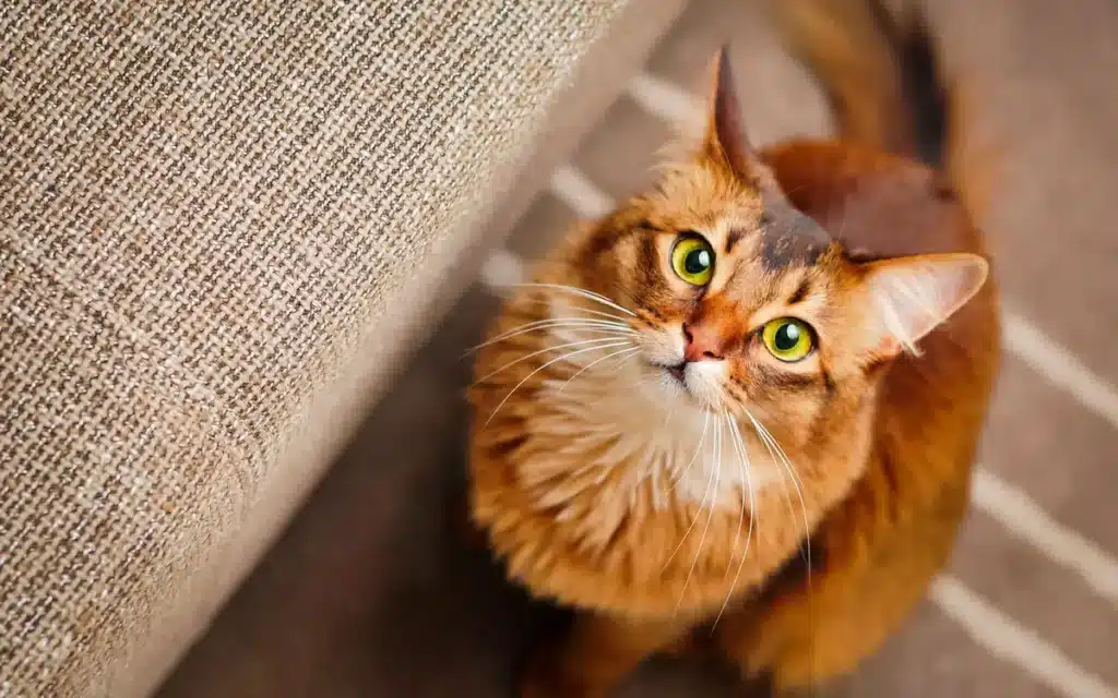 Conquiste Seu Gato: Truques Infalíveis