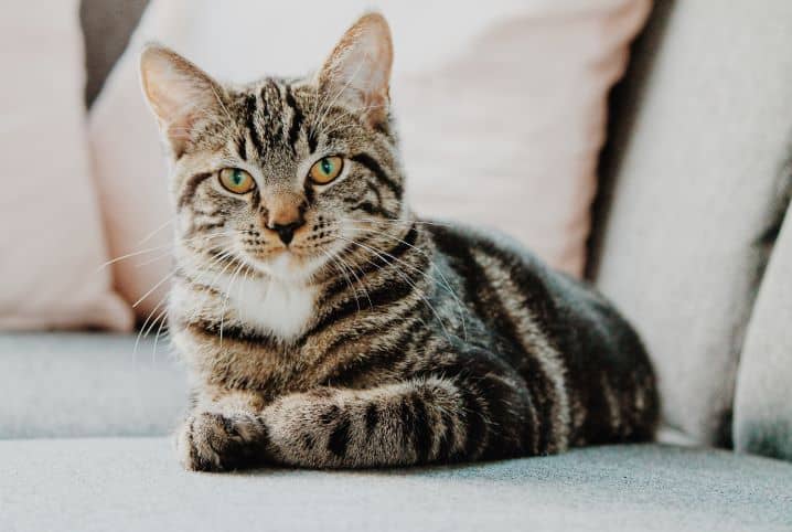 Conquiste Seu Gato: Truques Infalíveis