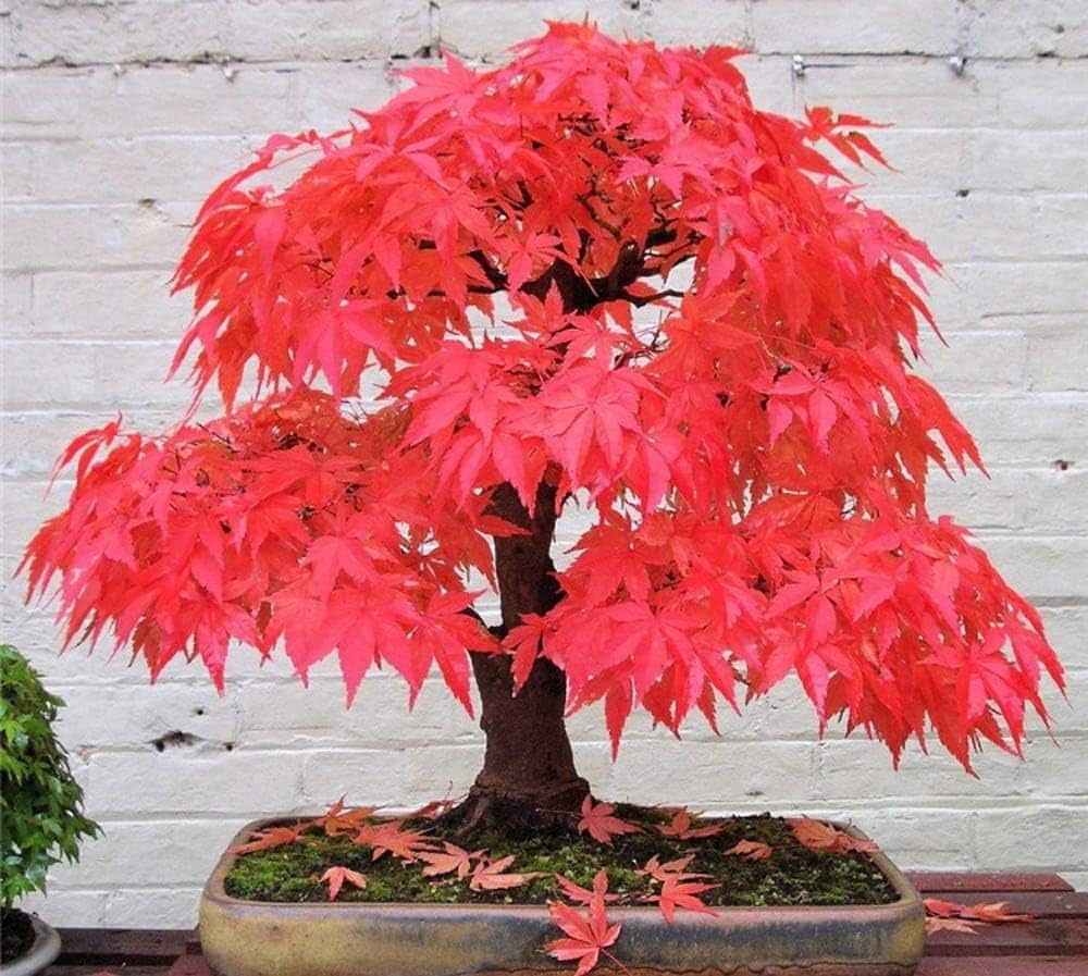 Bonsai Fácil: Guia Completo para Iniciantes