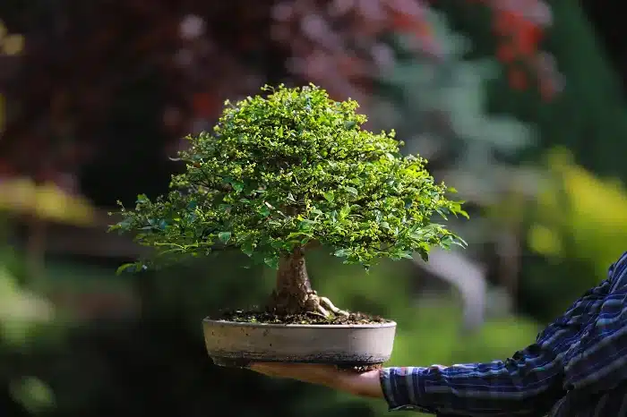 Bonsai Fácil: Guia Completo para Iniciantes