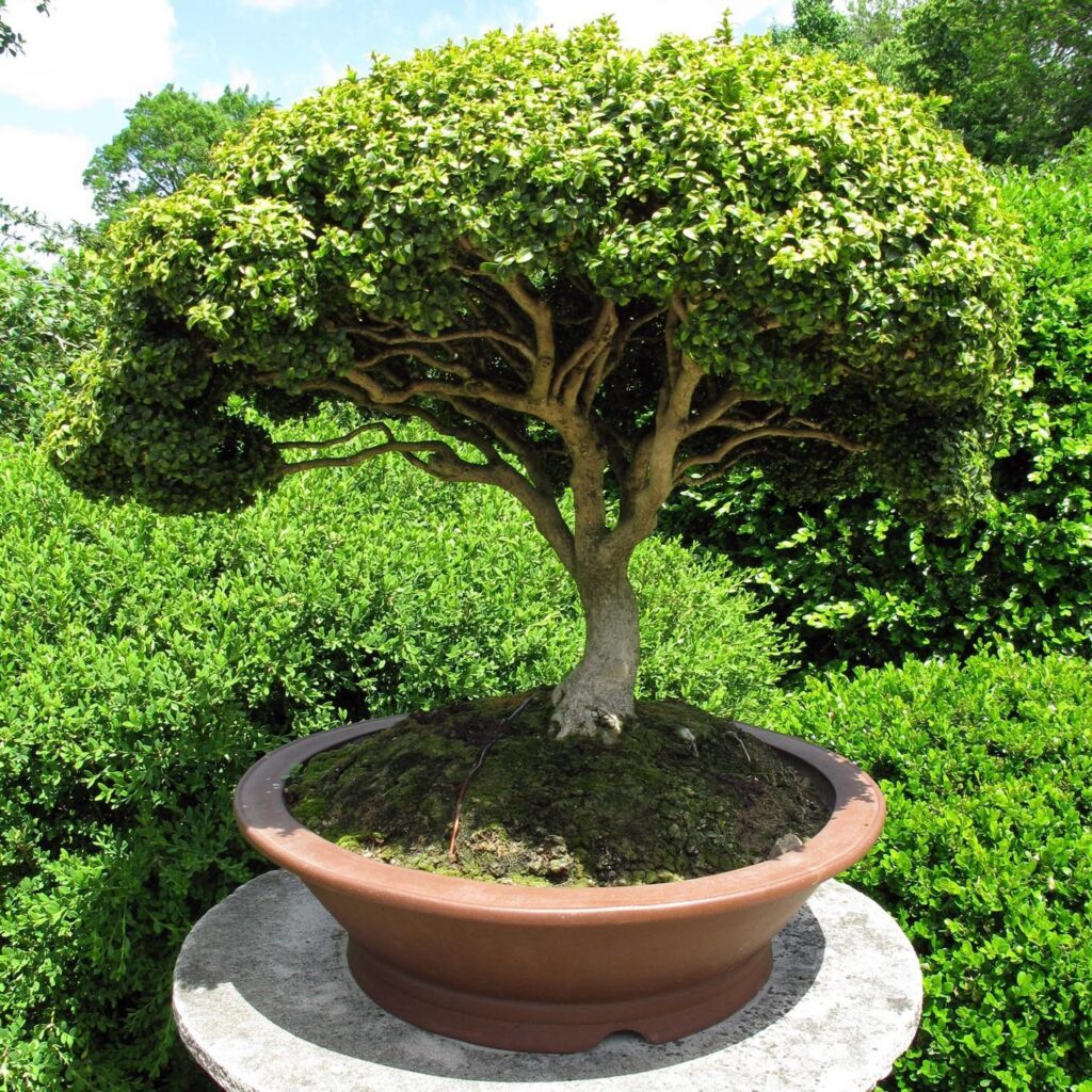 Bonsai Fácil: Guia Completo para Iniciantes