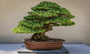 Bonsai Fácil: Guia Completo para Iniciantes