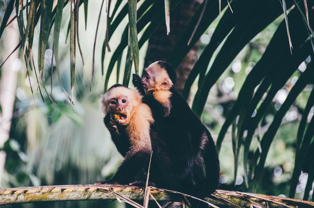 Descubra seu animal interior com este quiz divertido